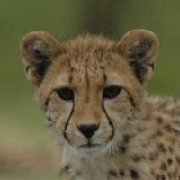 Hourly Cheetahs(@HourlyCheetahs) 's Twitter Profile Photo