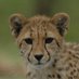Hourly Cheetahs (@HourlyCheetahs) Twitter profile photo