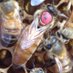 Camberwell Honey (@camberwellhoney) Twitter profile photo Camberwell Honey (@camberwellhoney) Twitter profile photo