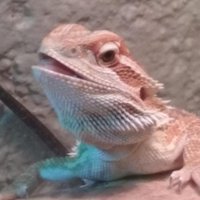 Kyledren (@kyledren_) 's Twitter Profile Photo Kyledren (@kyledren_) 's Twitter Profile Photo