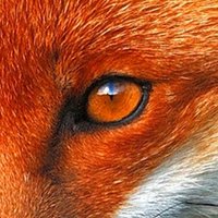 SOFOX (@sofox13) 's Twitter Profile
