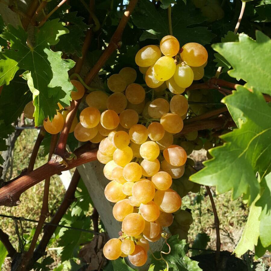 KocatasOnder's profile picture. 🤔