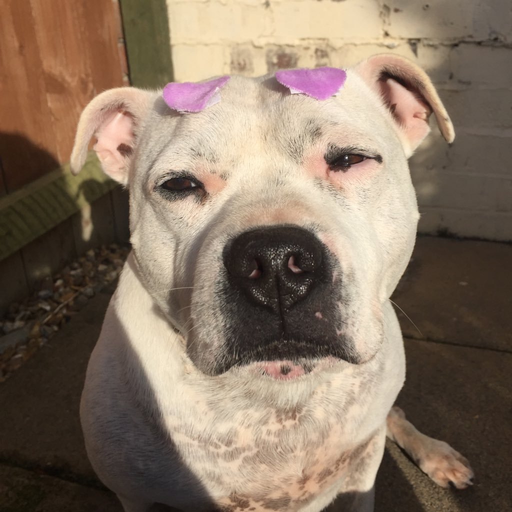 I'm a staffy dog who loves to love people and eat . I also love cuddles and sleeping . and watching TV . I also love people alot . I am fat . have a nice day .