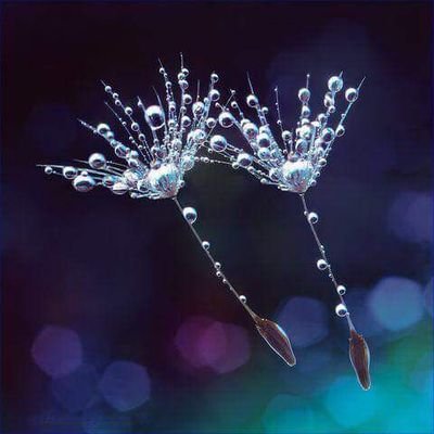 AntoSanza's profile picture. 