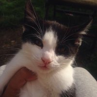 Hanzala Fayaz  𝕏 (@hanzalafayaz) 's Twitter Profile