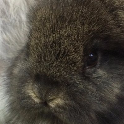 Rabbit Maestro. He/him Plant Renaissance Rake. 🏍 ⚡️