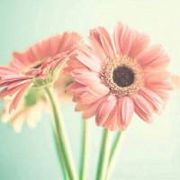 蒼桜@取引垢 (@sky_transaction) 's Twitter Profile