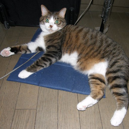 amanoryuji's profile picture. 写真は天野ミルク君です。