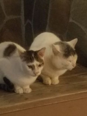 fuji_pon0415's profile picture. 山口県宇部市在住