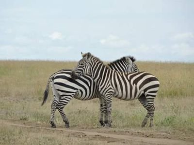 Travel Agency based in #Nairobi #Kenya offering incredible #wildlife #safari #trips and #tour packages in #Kenya and #Tanzania.