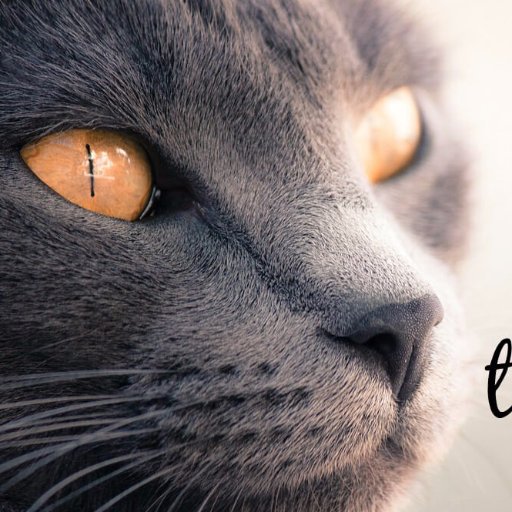 bjurfors_co's profile picture. Brit living in Sweden, love it here!  I