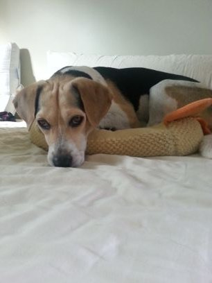 Love rescue dogs, the great outdoors and the stock market. Learning to trade options.