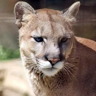 sisikakka's profile picture. 