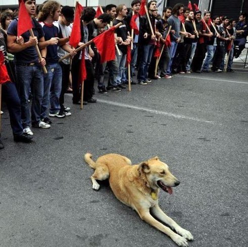 cankerim76's profile picture. Ντολμαδάκια με μαυρολάχανο