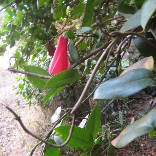 rosy_rosada's profile picture. Disfrutando de la calma de vivir lejos de Santiago, por fin.