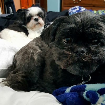 camandcaseysmom's profile picture. Just a mom/wife/daughter trying to do the best she can everyday.