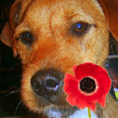 jjws's profile picture. With an awesome team, for 15 yrs, I was Editor of Europe's most successful and influential computer magazine. There, I've said it. 
NO2EU NO2Islam. Love Bitcoin