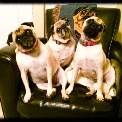 Pug Mom 💗