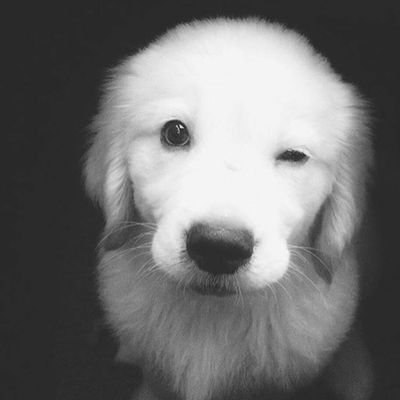 🐶All the cute pups here🐼
🐻Follow for cute pupyy🐨
Started:(21/10/17)