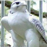 شاهین تنها (@shahintanha_62) 's Twitter Profile