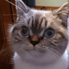 v4nyl's profile picture. 