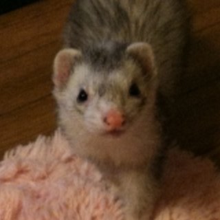 SuperPesu's profile picture. 興味あることを発信してる方々と少数の友達のTweetを覗き見して刺激を受けてます。