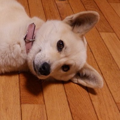 雑種犬マル 9 8 売れ残りベーグルみたいなわんこ