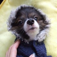 なつ (@papi5lucky) 's Twitter Profile
