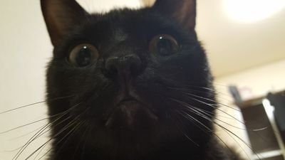 猫好きさんフォローしてください😻😸💕
作ったばっかりなのでよろしくお願いします|ωΦ)ฅ🐾
ナツ♂😼クロ♂🐱
野良猫を保護し2匹の猫を飼っています😻
猫好きさんと仲良くなりたいです!
無言フォローすみません!