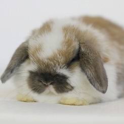 アにーさんのプロフィール画像