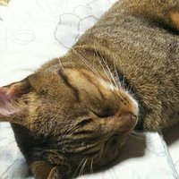 尚香 (@nikukyu_san) 's Twitter Profile