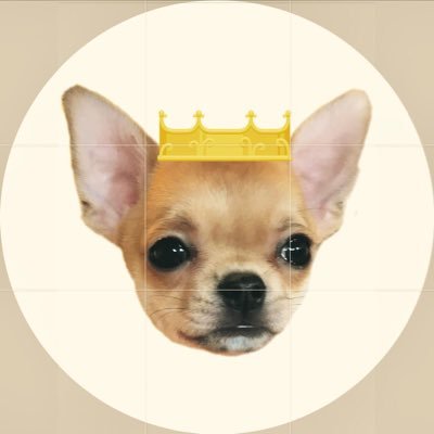 I'm 👑 just a little baby girl chihuahua 💖