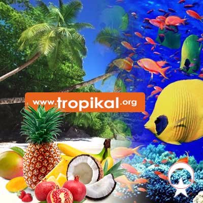 Tropikal ürünler için yeni bir site! Tropikal Bitkiler, Tropikal Meyveler, Tropikal Canlılar, Tropikal Süs Bitkileri, Tropikal Deniz Canlıları...