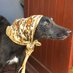 spindlehound © (@spindle_hound) Twitter profile photo spindlehound © (@spindle_hound) Twitter profile photo
