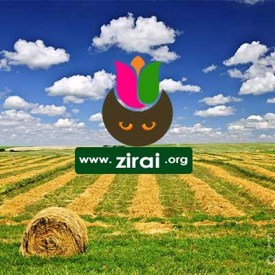 Türk Ziraat - insan besini olabilecek ve ekonomik değeri olan her türlü bitkisel - hayvansal ürünün bakım, besleme, yetiştirme, koru ... https://t.co/4UTwAAVcRf