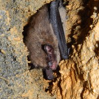 Science4Bats (@science4bats) 's Twitter Profile Photo Science4Bats (@science4bats) 's Twitter Profile Photo