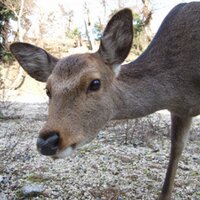 Sakuracherry (@sakuramomopeach) Twitter profile photo