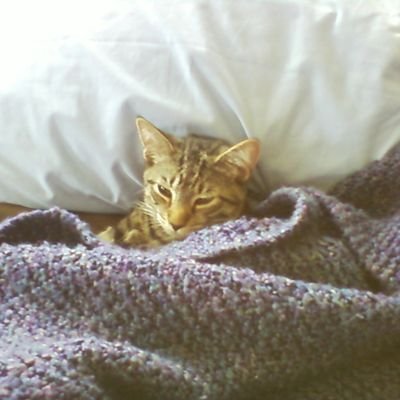 profplum203's profile picture. 