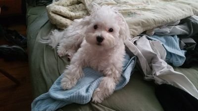 ProtipThePup's profile picture. 