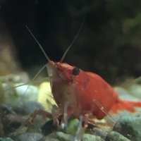 mayumi (@maumii) Twitter profile photo