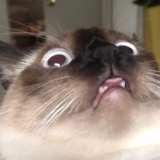 ayyE im a pet im a girl,,i like Bats, chikan, dance, beef ..,, home depot,, my moM @chanelcross dad,,,,,@chadjamian && my boyfriand iS charls,