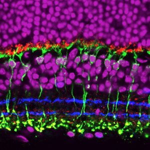 Developmental Neurobiologist, scientific policy officer at CNRS. All opinions are my own.