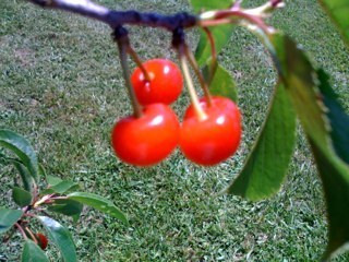 PrepperInMo's profile picture. Just waiting, watching and preparing for what is coming.