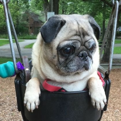 VAHamill's profile picture. 