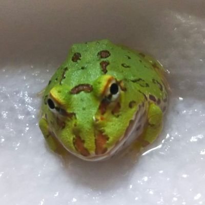 爬虫類(*´Д`)σ両生類好きになった親子
(ノ゚Д゚)八(゚Д゚ )ノイエーイ
ツノガエル1匹 レオパ3匹
フトアゴヒゲトカゲ1匹
ツメガエル 1匹
イシガメ 1匹
ザリガニ 1匹