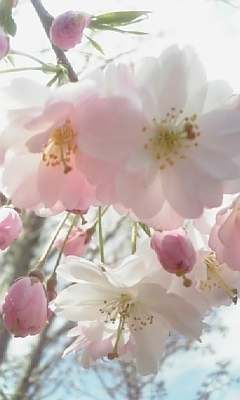 atk2525's profile picture. さくらです。ナースです。よろしくお願いします。