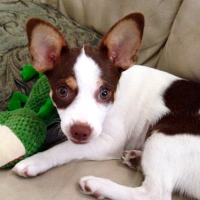 Connie Lorenzo on Twitter: ".. I named her, Nellie Bell ...