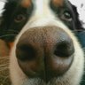 SimonCox2611's profile picture. Englishman who curiously moved to Ireland to watch cricket all day