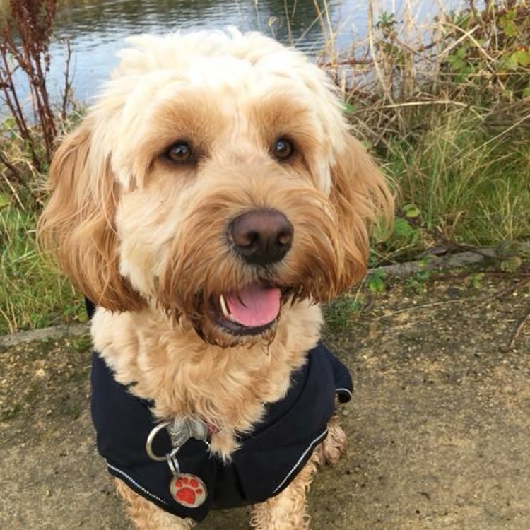 Im Barney The Cockapoo follow me on my Journey 🐾💙