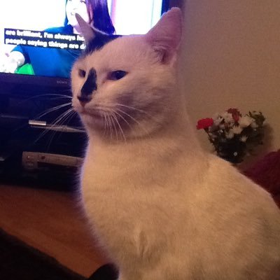 Victor_happycat Profile Picture